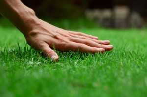 healthy green salt lake city lawn